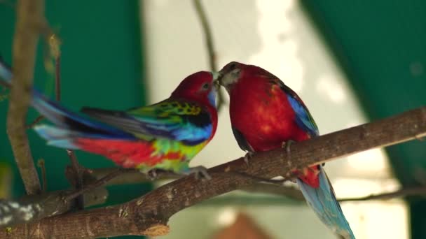Beautiful Colored Birds Parrots Outdoors — Stock Video