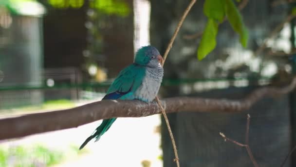 Vackra Färgade Fåglar Papegojor Utomhus — Stockvideo
