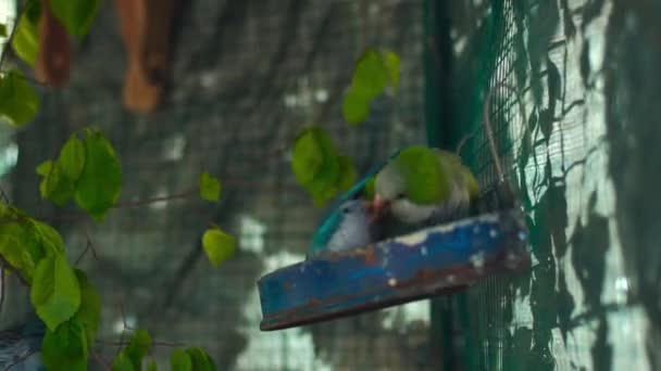 Schöne Farbige Vögel Papageien Freien — Stockvideo