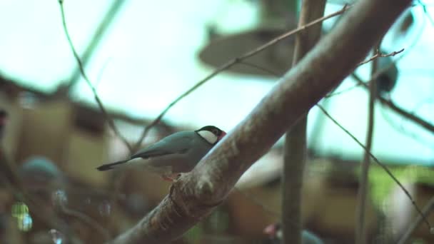 美丽的小鸟在动物园户外 — 图库视频影像