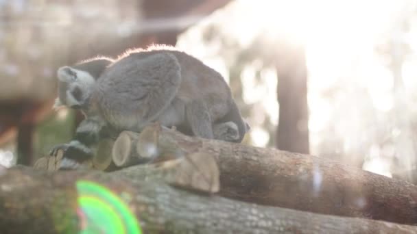 Primo Piano Divertenti Lemuri Selvatici — Video Stock
