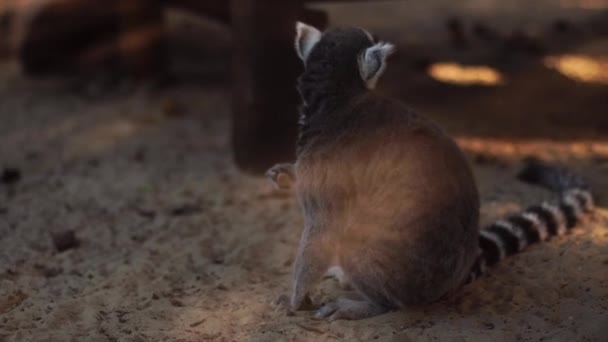 Primo Piano Divertenti Lemuri Selvatici — Video Stock