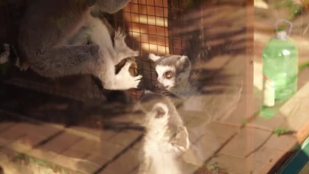 Zbliżenie Śmieszne Dziki Lemury — Wideo stockowe