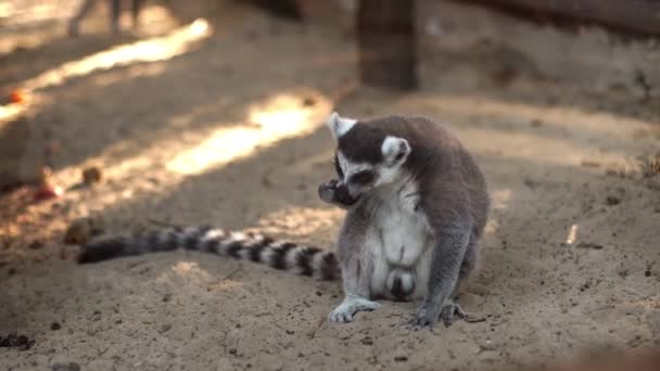 Close Van Grappige Wild Lemurs — Stockvideo