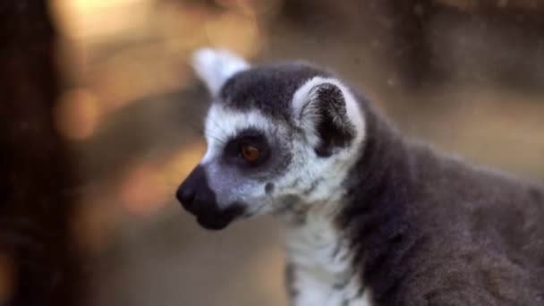 Gros Plan Drôles Lémuriens Sauvages — Video