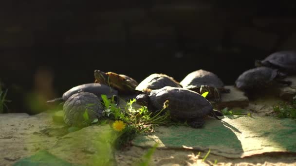 Tortugas Tomando Sol — Vídeos de Stock