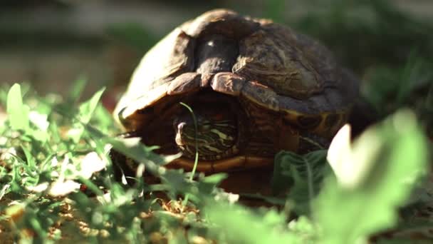 海龟沐浴在阳光下 — 图库视频影像