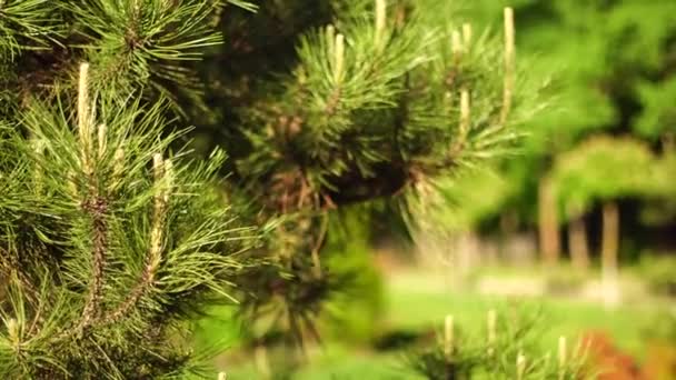 Ветка Зеленого Дерева Летний День — стоковое видео