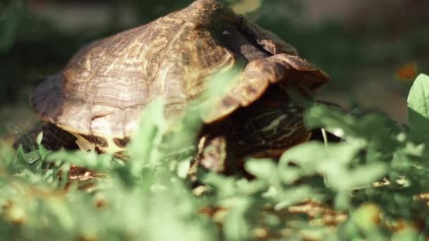 Черепахи Греются Солнце — стоковое видео