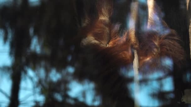 滑稽的姜猴在玻璃后面 — 图库视频影像
