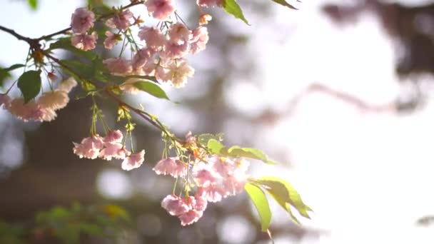 Bela Flor Rosa Magnolia — Vídeo de Stock