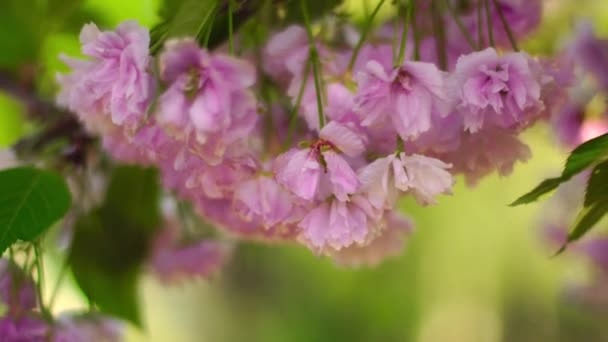 Beautiful Blooming Pink Magnolia — Stock Video