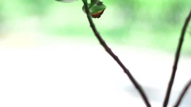 Πράσινο λουλούδι σε μια κατσαρόλα — Αρχείο Βίντεο