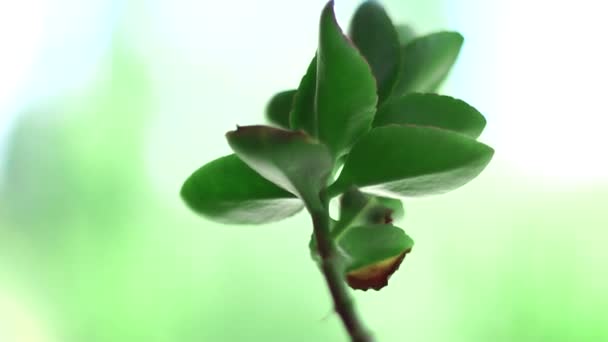 Green flower in a pot — Stock Video