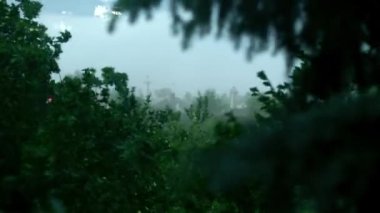 yapraklar ve ağaçlar güçlü rüzgar tasa