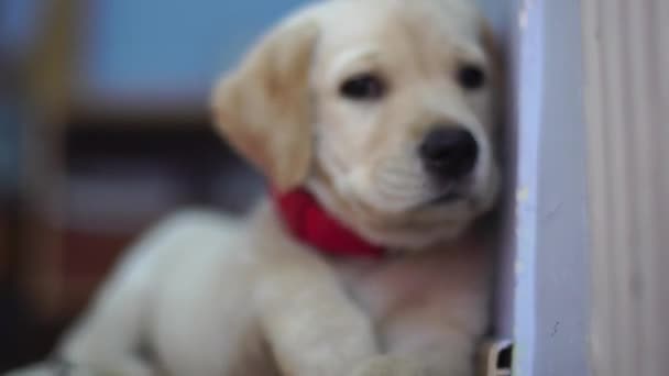 小さな面白い犬ラブラドールの肖像画 — ストック動画