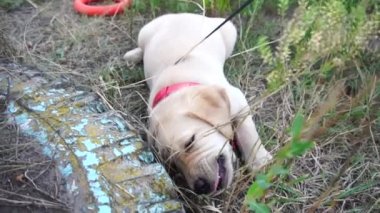 küçük bir oynak köpek Labrador açık havada