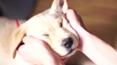 küçük bir oynak köpek Labrador evde