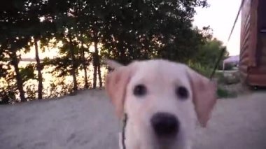 küçük bir oynak köpek Labrador sahilde portresi