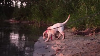 küçük bir oynak köpek Labrador sahilde portresi