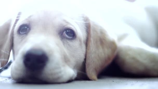 一个小滑稽的狗拉布拉多的肖像 — 图库视频影像