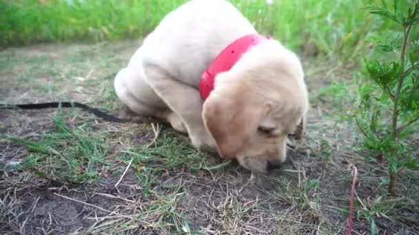 Mały Pies Figlarny Labrador Zewnątrz — Wideo stockowe