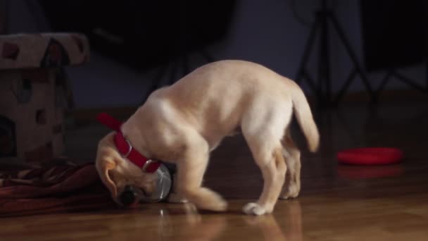 小さな遊び心のある犬ラブラドール自宅 — ストック動画
