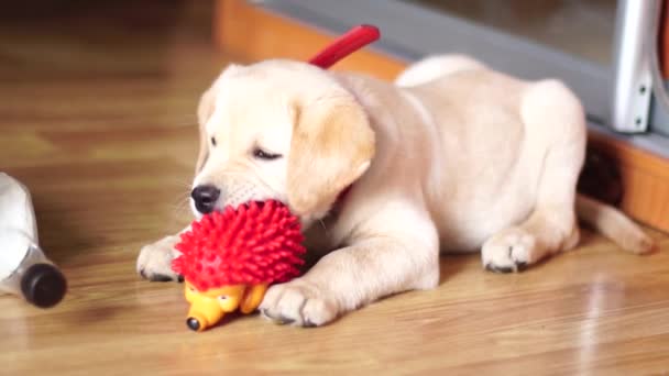 Een Kleine Speelse Hond Labrador Thuis — Stockvideo