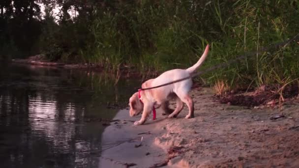 Retrato Pequeño Perro Labrador Juguetón Playa — Vídeos de Stock