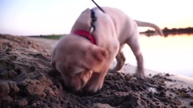 küçük bir oynak köpek Labrador sahilde portresi