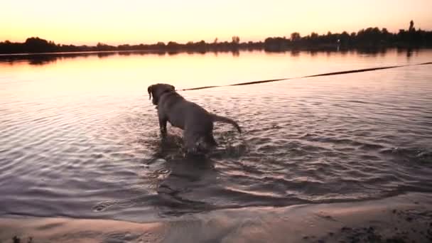 Retrato Pequeño Perro Labrador Juguetón Playa — Vídeo de stock