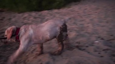 küçük bir oynak köpek Labrador sahilde portresi