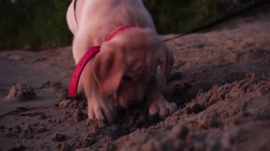 küçük bir oynak köpek Labrador sahilde portresi