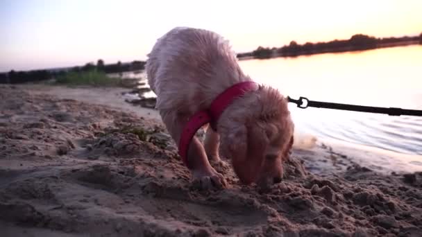 Retrato Pequeno Cão Brincalhão Labrador Praia — Vídeo de Stock