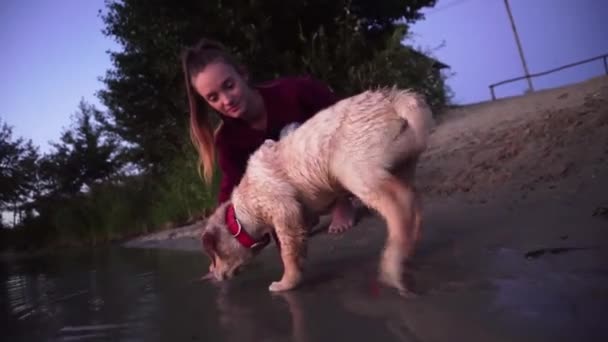 在海滩上的一个小顽皮的狗拉布拉多的肖像 — 图库视频影像