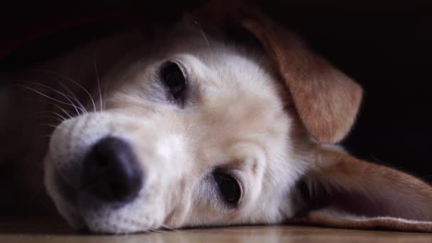 Πορτρέτο Του Ένα Μικρό Παιχνιδιάρικο Σκυλί Λαμπραντόρ — Αρχείο Βίντεο