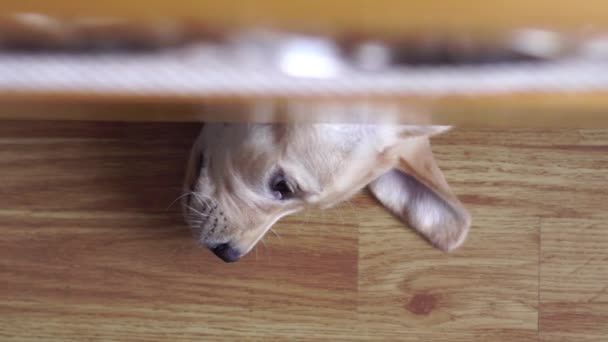 小さな遊び心のある犬ラブラドールの肖像画 — ストック動画