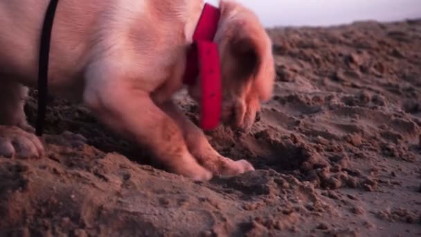 小さな遊び心のある犬 ビーチにラブラドールの肖像画 — ストック動画