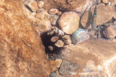 su altında buzlu deniz kestanesi yakın çekim