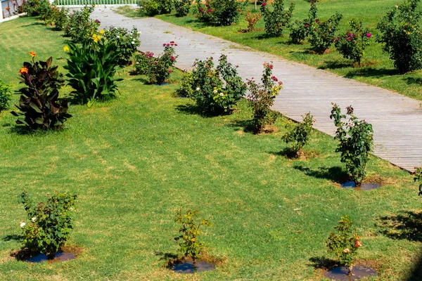 Beauté Pelouse Verte Avec Chemin — Photo