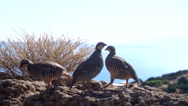 Pássaro na costa rochosa — Vídeo de Stock