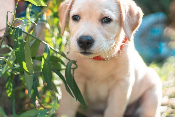Filhote de cachorro pequeno bonito Labrador — Fotografia de Stock