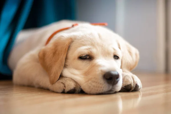 Hezký malý pejsek Labrador — Stock fotografie