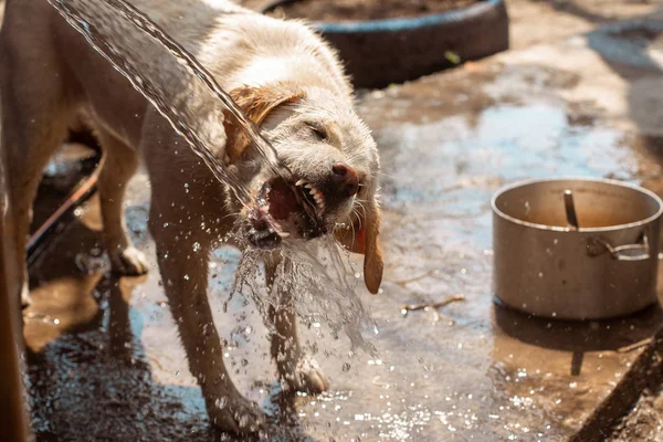 funny dog Labrador plays with water