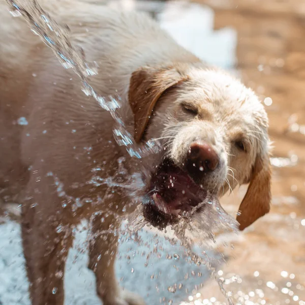 Grappige hond Labrador speelt met water — Stockfoto