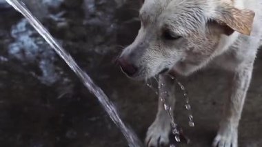 komik köpek Labrador su ile oynar