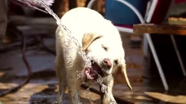 komik köpek Labrador su ile oynar