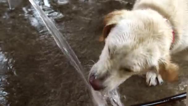 Śmieszne pies Labrador gra z wodą — Wideo stockowe