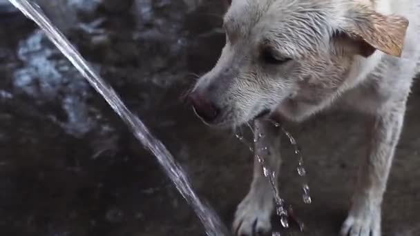 Funny dog Labrador plays with water — Stock Video
