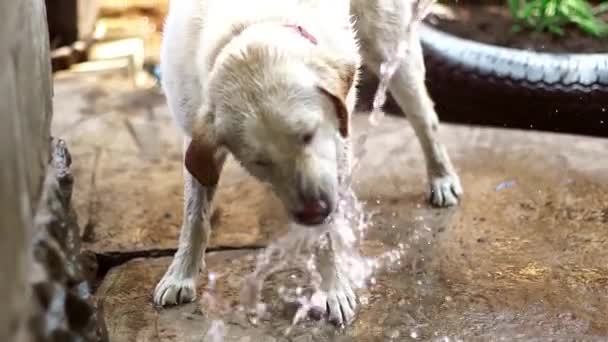 Perro divertido Labrador juega con el agua — Vídeo de stock